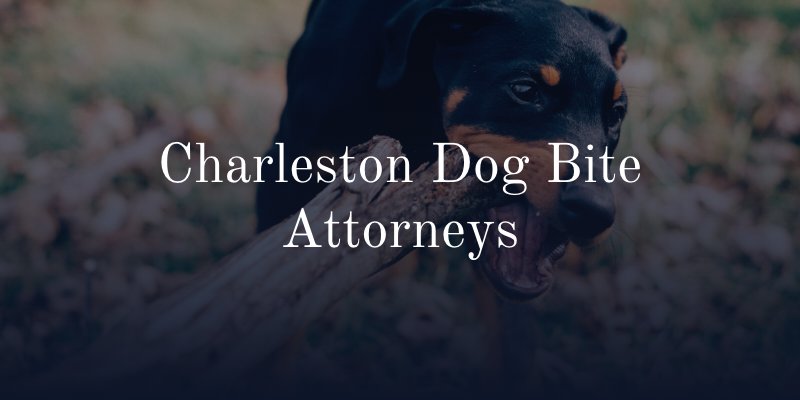 Charleston dog bite attorney
