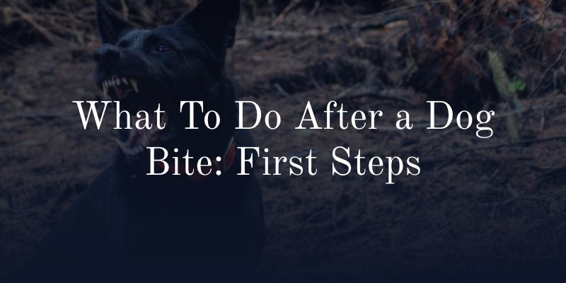 What To Do After a Dog Bite First Steps